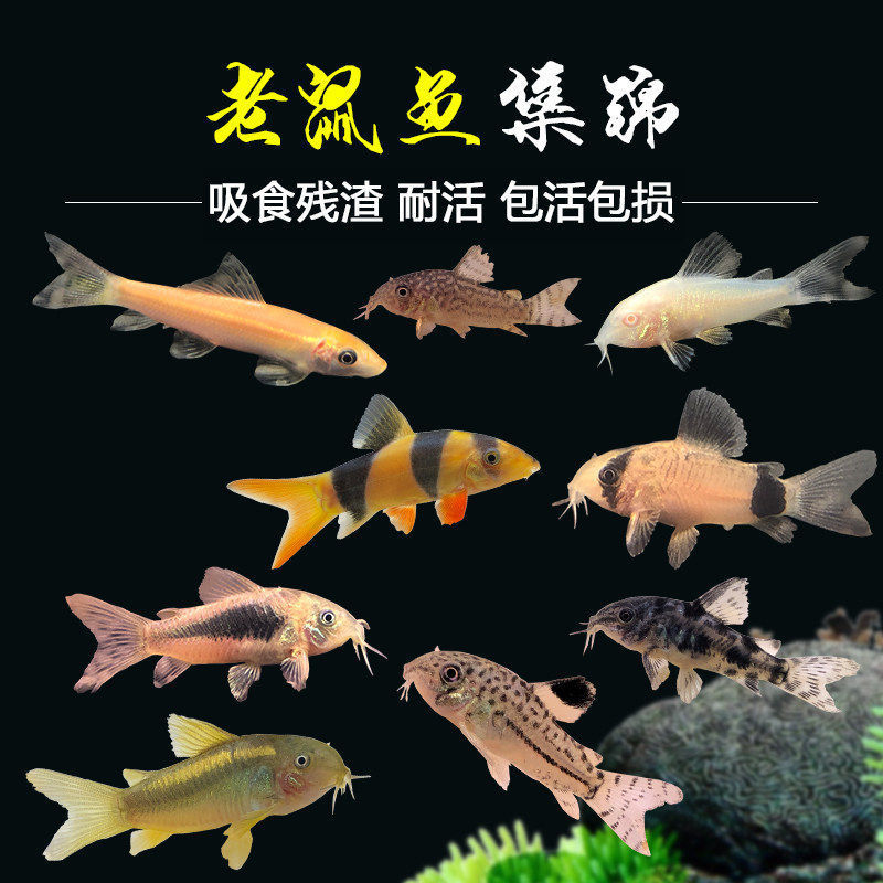 Mousefish, Cleanerfish, Golden Moss Mouse, Panda Mouse, Small Tropical Ornamental Fish, Moss Fish Tank Cleaning Tool Mousefish, Cleanerfish, Golden Moss Mouse, Panda Mouse, Small Tropical Ornamental Fish, Moss Fish Tank Cleaning Tool