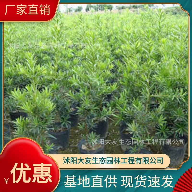 Базовая оптовая продажа Саженцы Лонгбайя Живописный район Ландшафтный дизайн Дорожный садовый проект Озеленение саженцев