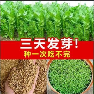 �r��С�~��˷N�����ļ������߲˷N���ݲ��Ѳ˷N��Ʒ�NС����ѷN