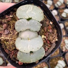 旷月玉扇Haworthia truncata 'White Moon’多肉植物