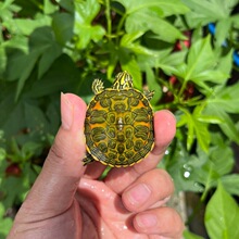 乌龟活物批发宽纹火焰龟苗深水龟彩龟苗素食吃菜宠物深水吃鱼粪