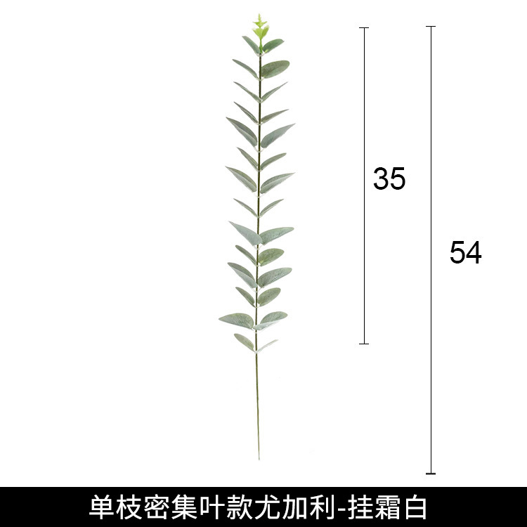 단일 분기 매달려 프로스트 화이트 고밀도 유칼립투스