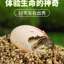 �������ɷ����ܾ��������滨��С������B�W�����w�؈D���������