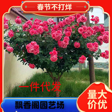 �䘶�¼������ش󻨝���õ���Ϙ��̨ͥԺ�ͺ����������ļ��_��