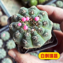 �������Ƕ��M���ײ��[�P�����ֲ�����������Ծ�β�������̨��̖