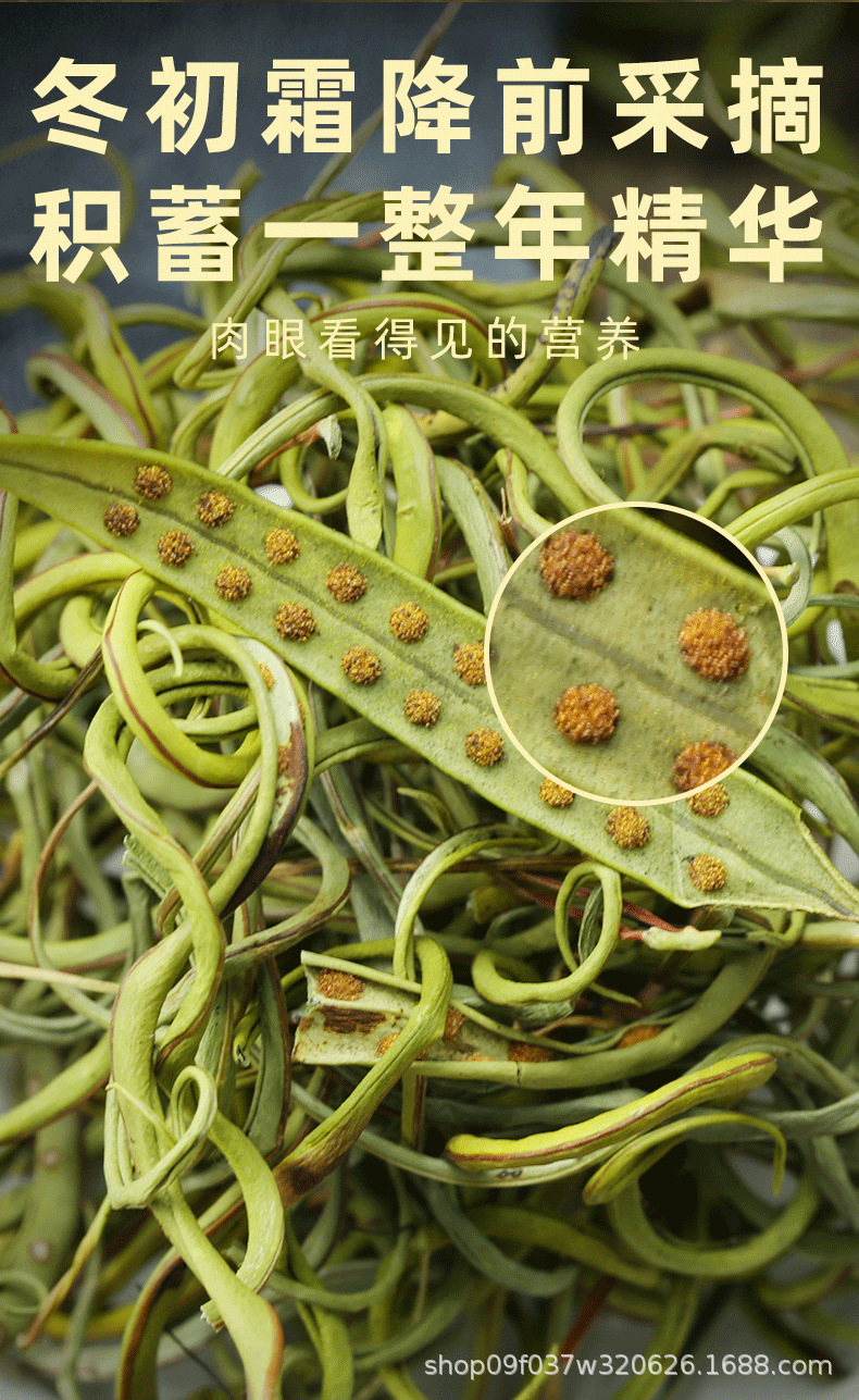 Wild Small Leaf Orthosiphon Kidney Tea Mao Xu Cao Dried Herb for Daily Herbal Infusion 250g specifications