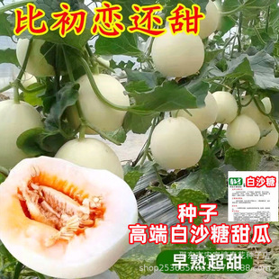 ���ɳ����ϷN����ϷN�Ӱ�ɳ���������ˮ������ɿ�