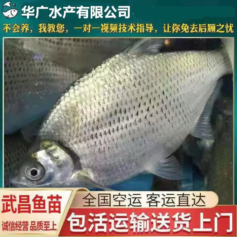 养殖活体武昌鱼苗批发鯿鱼苗缩项鳊鱼苗淡水活体鱼苗包活到家