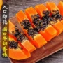 广西应季新鲜冰糖牛奶