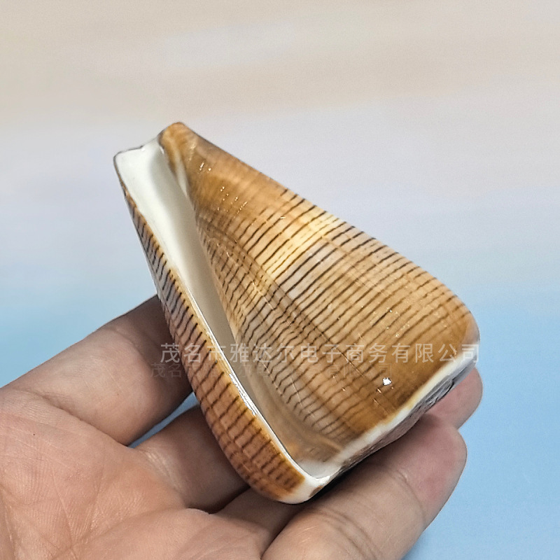天然海螺贝壳混装芋螺鱼缸水族造景地中海风格家居橱窗装饰摆件|undefined