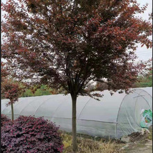 苗圃现挖红叶李 紫叶李工程苗绿化树苗行道树苗腾地处理价格实在