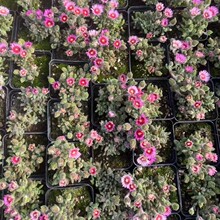 ��β�� ���� ֦��  ���� ���� ����ֲ�����ֱ�N����ă�