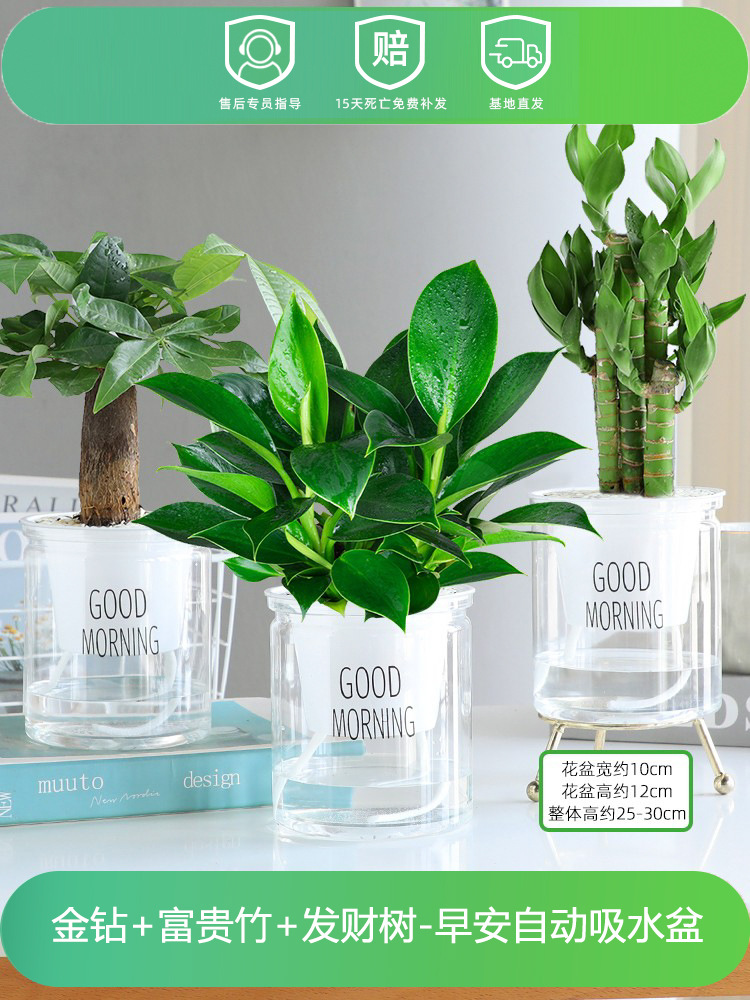 황금 다이아몬드 + 행운의 대나무 + 돈나무 (굿모닝 대야 3개) + 영양액