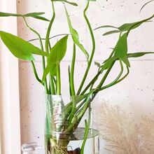 ˮ��ֲ��Ĺ����~�׳����̨�Nֲ����ˮ�|�����՚��^�p���ܴĹ��S