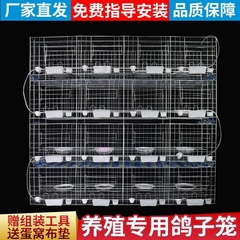 麓f鴿子籠家用鴿棚大型鴿子籠種鴿配對繁殖養殖大號全套白鴿子籠