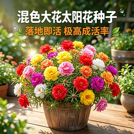 盆栽;种苗;种子