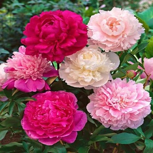 ���l���m������ș�N�� �ذ���ș���� �^�p��ș��ѿ���K�����󃞻�