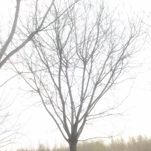 �G��������ľֱ�l �������� �е��� ���|��Ϟ�� Ʒ�NҎ��ȫ�r��