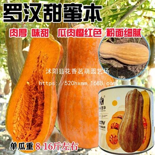 ��� ζ�� ����ȼtɫ ���漚ā �_�h���۱��ڸ���Ŵ �۱��Ϲ�