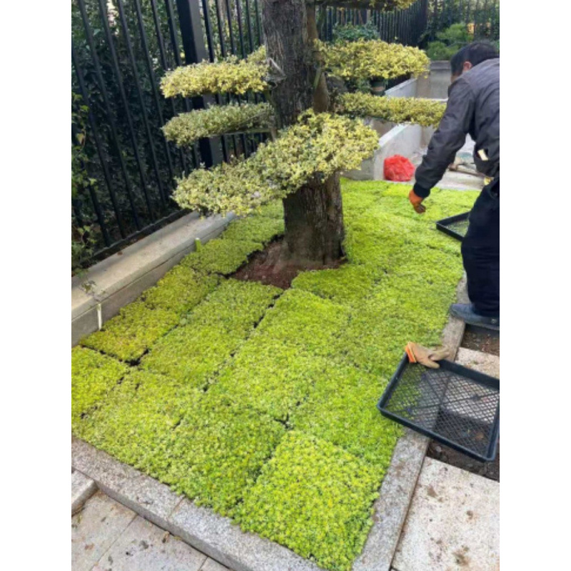 佛甲草苗屋顶绿化草皮坪金叶黄金万年草景天过路黄常青植物外贸