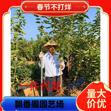 黄蜜水晶大樱桃苗 黄蜜樱桃苗 嫁接樱桃苗 南方北方种植果树苗木