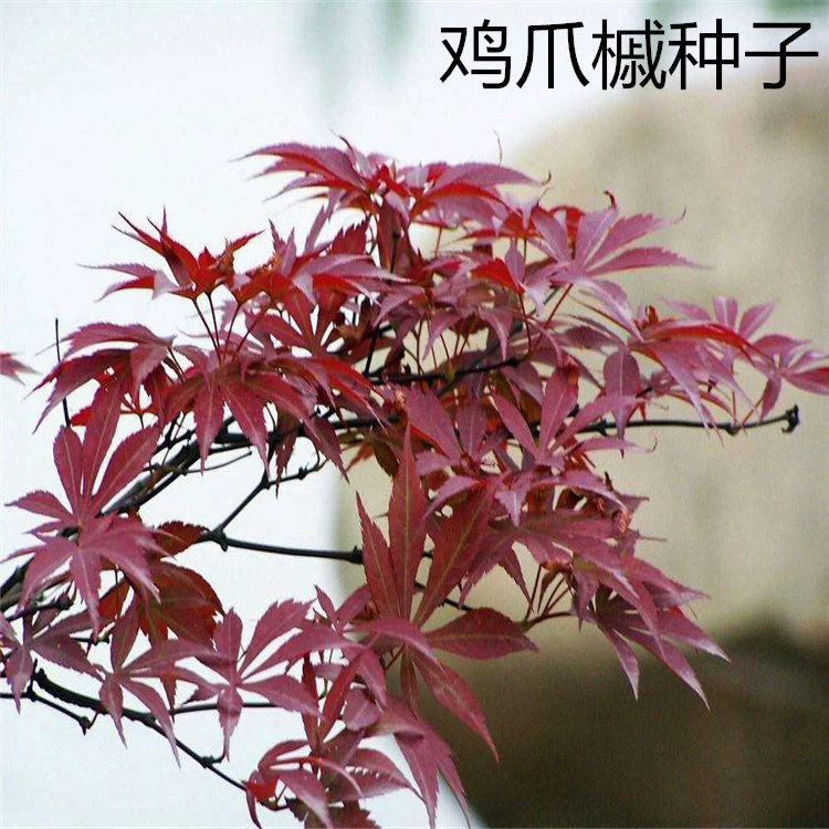 Навальные новые семена клена Aceraceae куриные ножки клен сад ландшафт озеленение декоративных деревьев высокого качества семена оптом