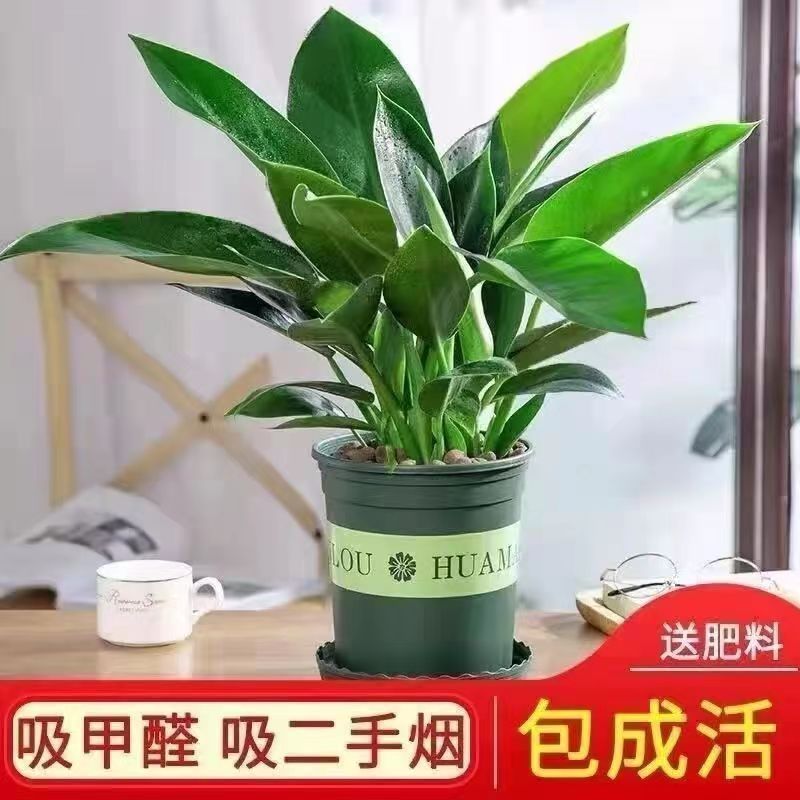 인기 대형 마약왕 3개(냄비 제외)