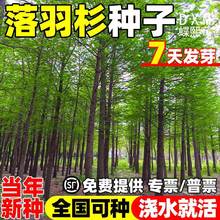 新采落羽杉种子水杉树种子四季种植易活庭院景观绿化落雨杉苗造林