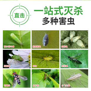 J8 Insect Trap Board Orchard Lice Thrips Mosquito Fly Fruit Fly Double-Sided Sticky Insect Board Waterproof Flying Powder Small Black Yellow Board Blue Board G3