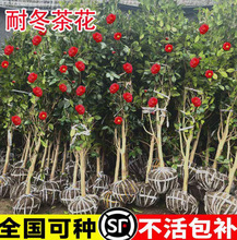 �軨����ͥԺ�ͺ�ֲ���Ͷ�ɽ�軨�辰���͵����ļ������趬������