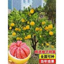 �޽Ӽt�����Ә���ˮ����Nֲ�R�������ֹ�������Ϸ�����ͥԺ����