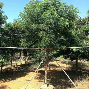 ��ɽ�S�������l �S�����r�� �S������� �����S��