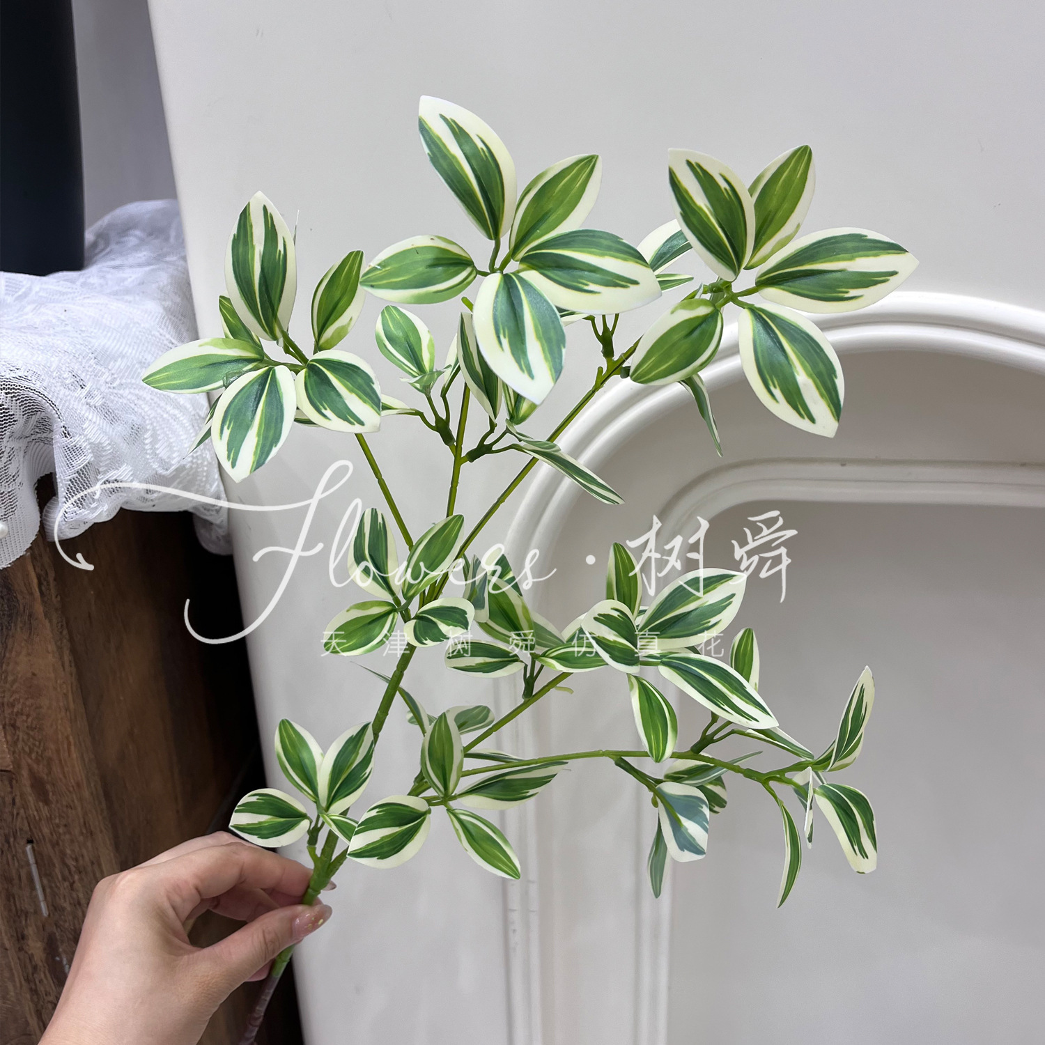 Película 3D planta araña hojas-borde blanco verde