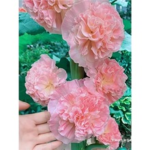 ���ذ�����N�������c���������M���޸����@ͥԺ���ܻ��ѻ����L