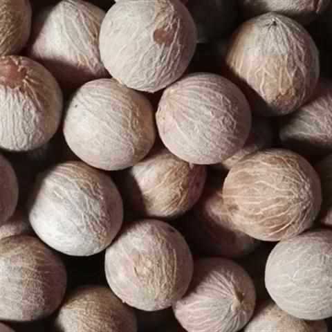 白翡翠菩提根 新菩提種子 白果原果径 - 菩提根大果原料は斤売り|undefined