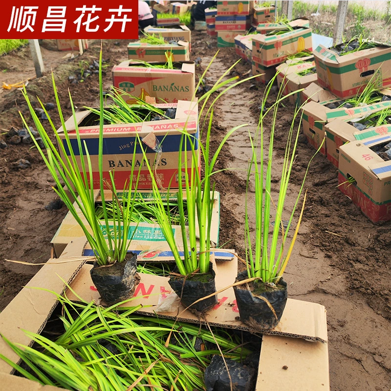 Золотой лист Acorus tatarinowii водные растения проект озеленения водно-болотных угодий озеленение границы цветов база растений Acorus tatarinowii оптом