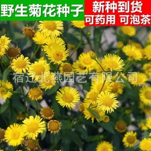 ҰջNӿșݲȶSɫҰջ Ұջ 