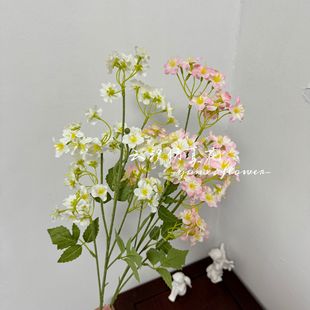 ������ͩ���滨�������û�c�û��ҾӾƵ�[���ٻ����滨���l