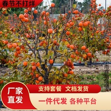 һ�����l���Ә�ͥԺ�����ش󱱷��ͺ����Ә����С���Ә���޽���