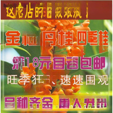 桂花树苗桂花苗金桂丹桂苗四季桂状元朱砂红血桂八月桂银桂花小苗