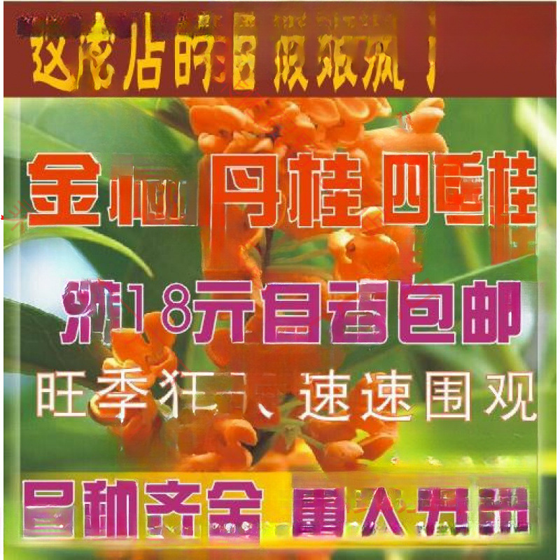 桂花树苗桂花苗金桂丹桂苗四季桂状元朱砂红血桂八月桂银桂花小苗
