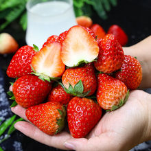 現貨現摘現發草莓新鮮奶油草莓水果批發紅顏草莓一整箱99草莓