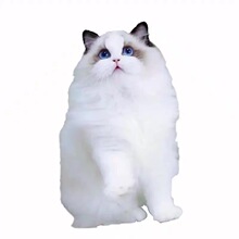 布偶猫幼猫纯种猫咪幼崽海双蓝双仙女猫宠物猫小猫活物网红波斯猫