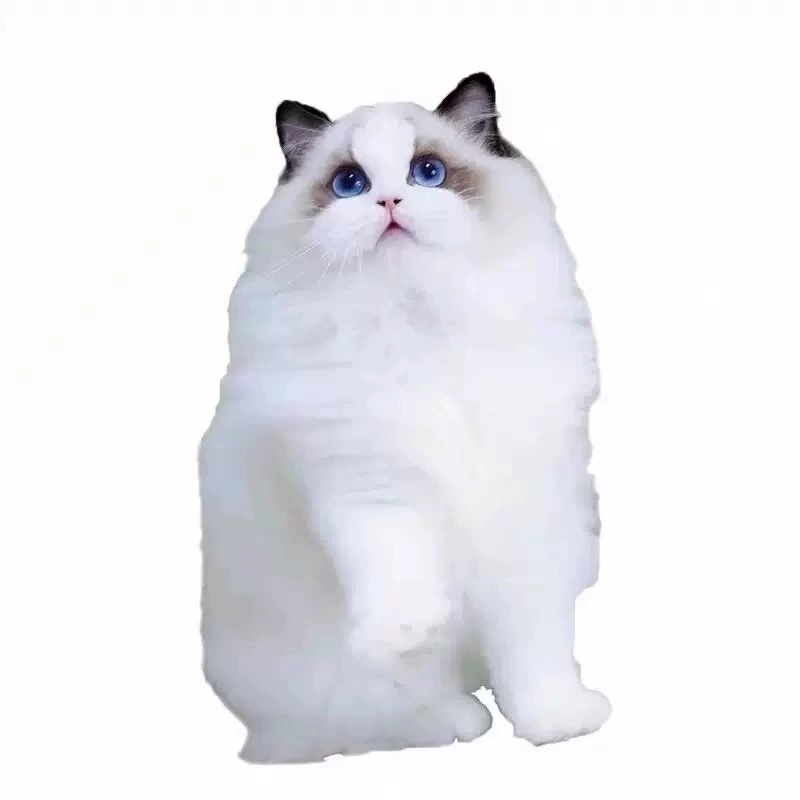 Рагдолл, котенок, чистокровный кот, щенок, морской двойной синий, двойной сказочный кот, домашнее животное, котенок, живое животное, интернет-знаменитость, персидский кот