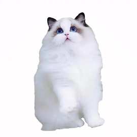 布偶猫幼猫纯种猫咪幼崽海双蓝双仙女猫宠物猫小猫活物网红波斯猫