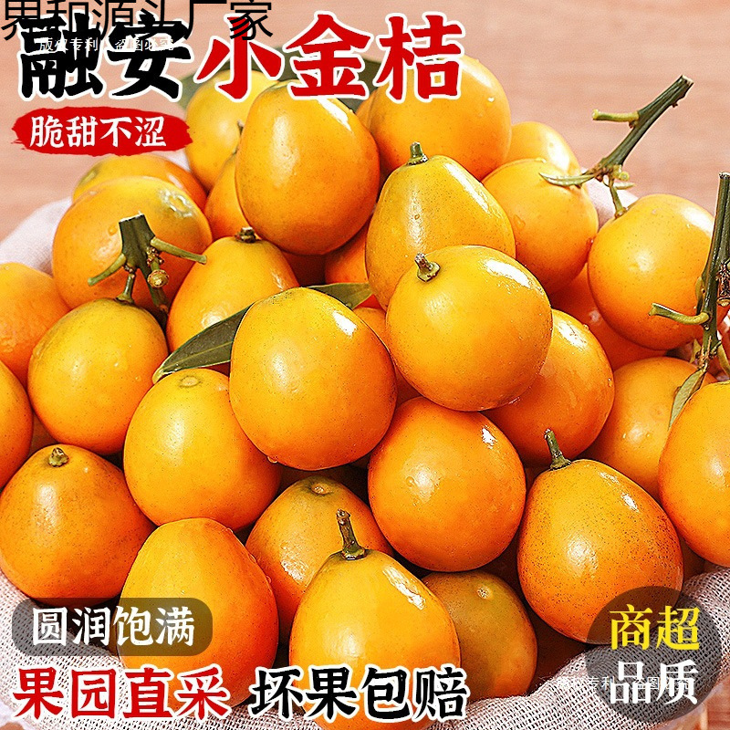 【独立包装】广西脆皮金桔新鲜水果桔子当季现摘甜蜜小金柑桔金橘