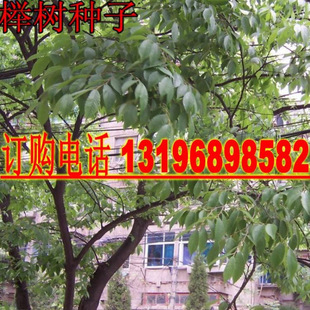 �Θ�N�� �t�Θ� С�~�Ә� С�~�t�� ���~���ηN�� ���~�Ә���]