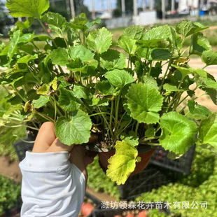 February Orchid Perennial Florals Zhuge Vegetable Ground Cover Plants Grass Florals Greening Grass Florals Plants February Orchid February Blue