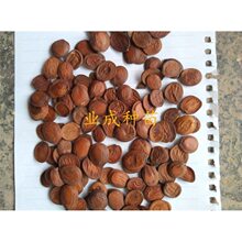 洋蹄甲种子 以及宫粉紫荆种子 紫荆花