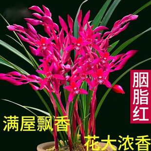 ���F��̨����֬ �҃������m���_����